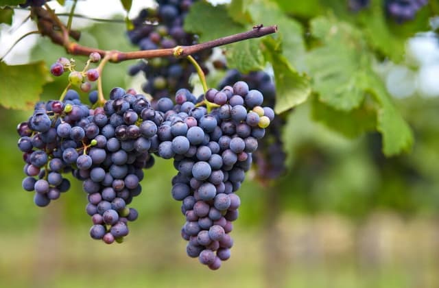 8 самых эффективных антиоксидантов в косметике для лица